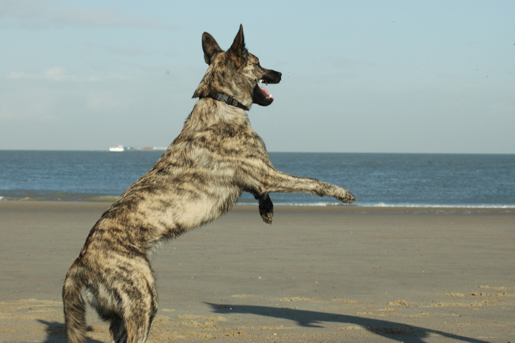 Honden zijn welkom in de strandhuisjes van de Koele Costa
