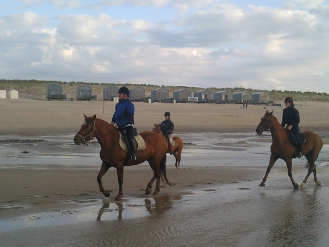 paarden bij slaapzand
